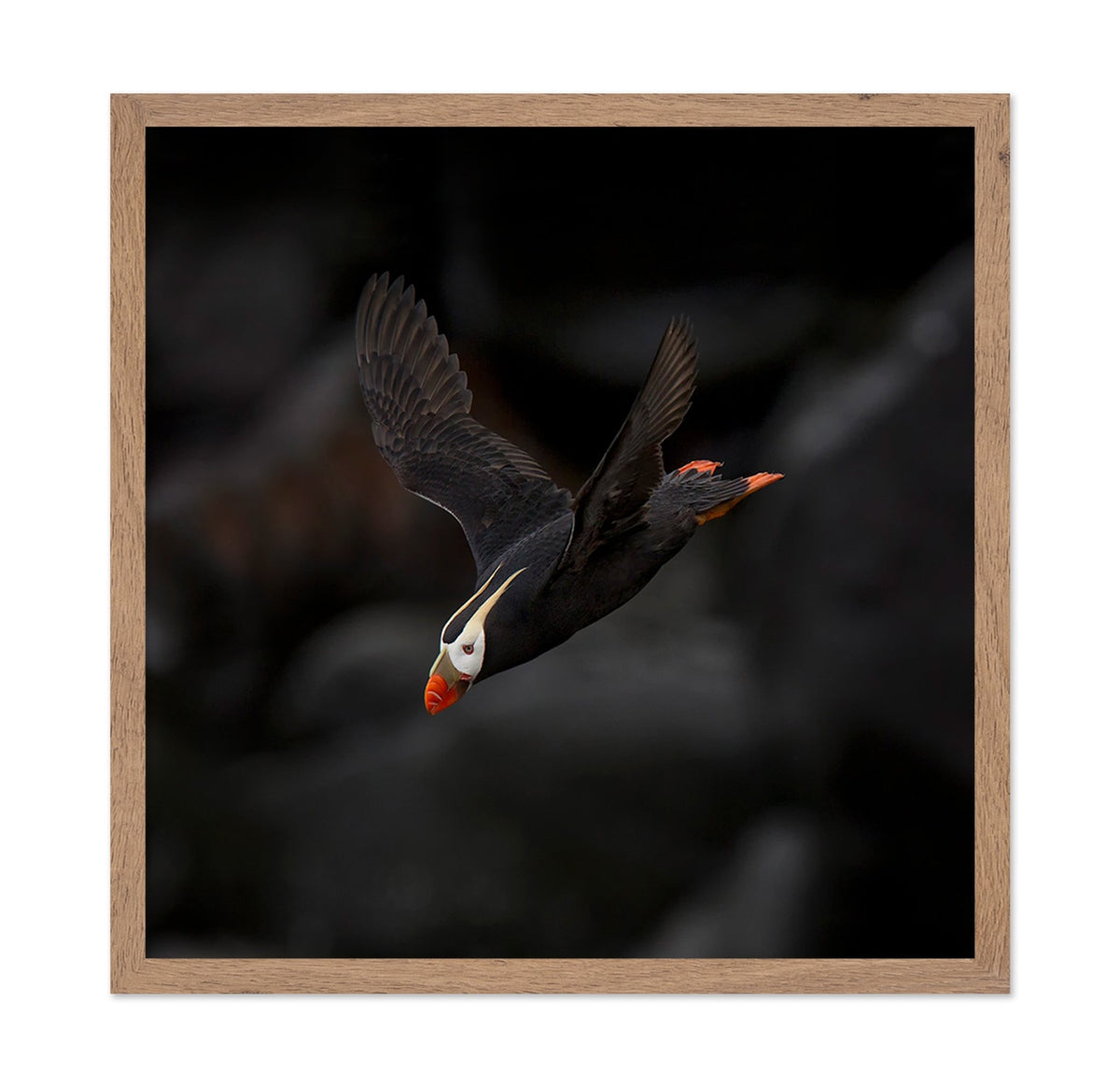 Puffin In Flight