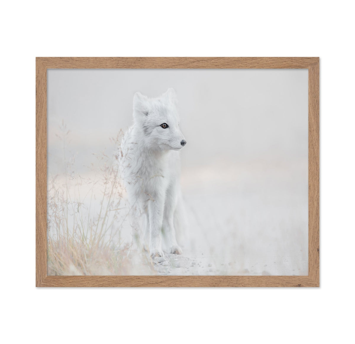 Arctic Fox Watch