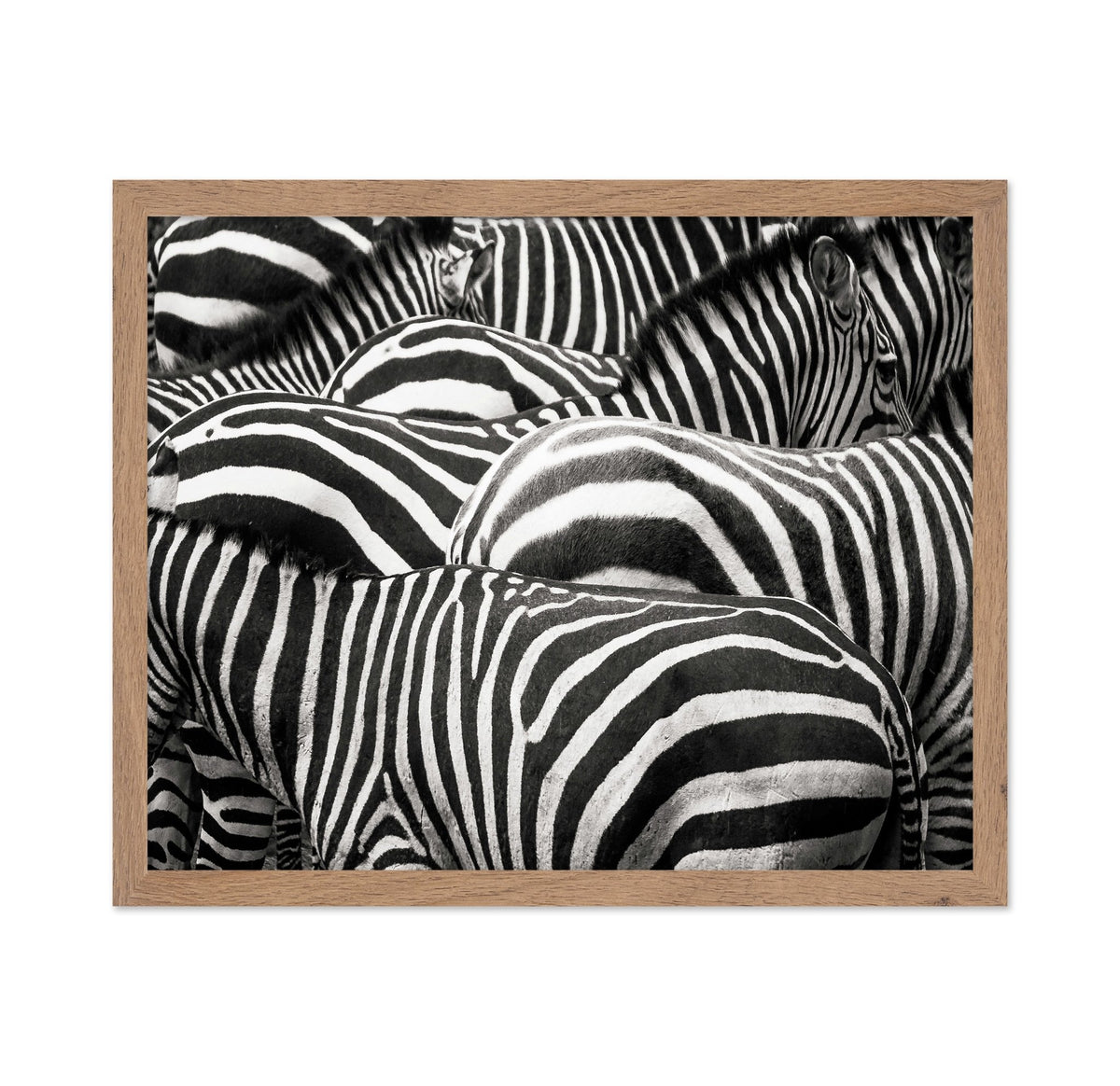 Zebra Pattern Herd