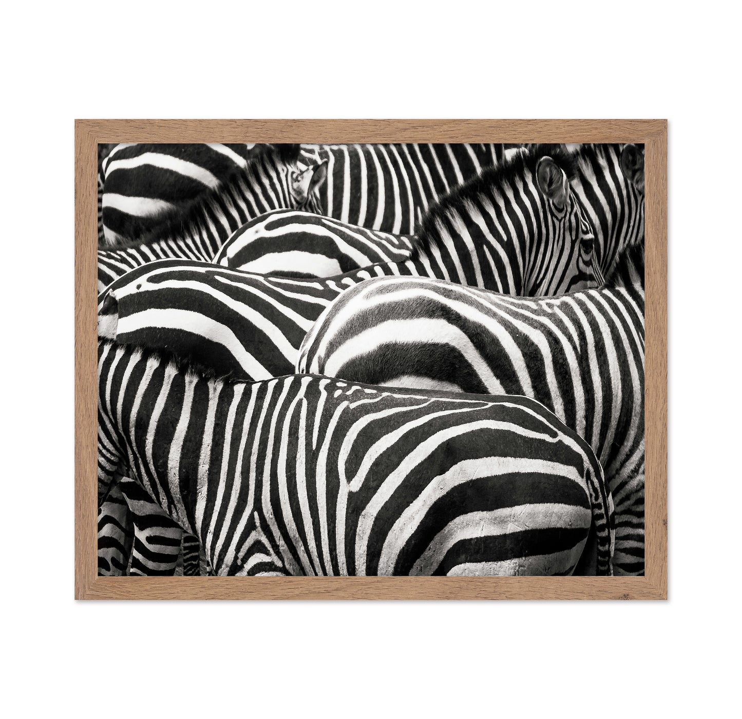 Zebra Pattern Herd