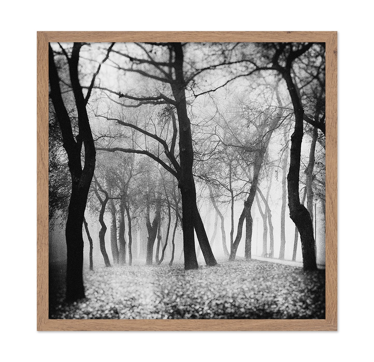Whispering Woods