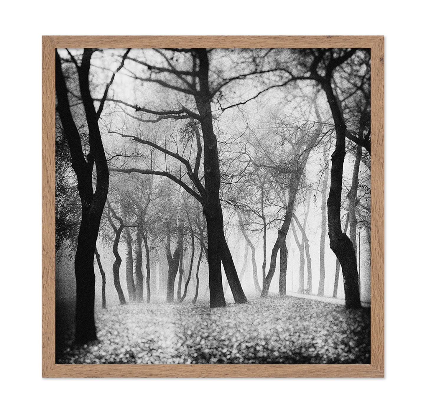 Whispering Woods