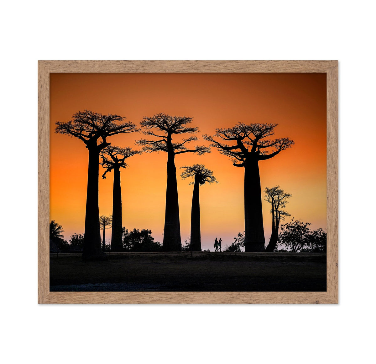 Baobab Sunset Walk