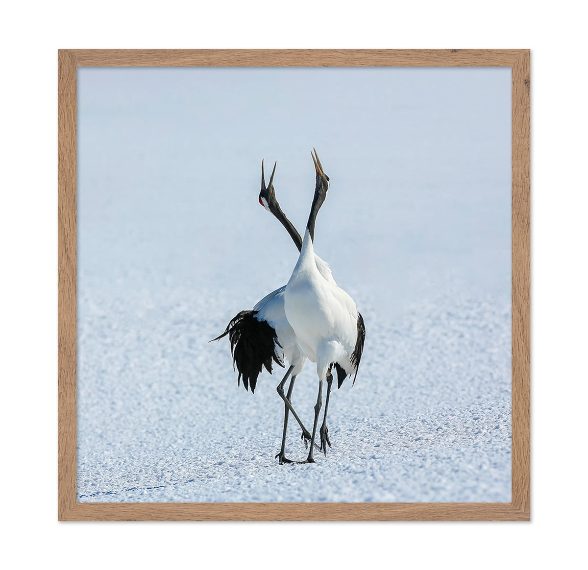Dancing Cranes in Snow