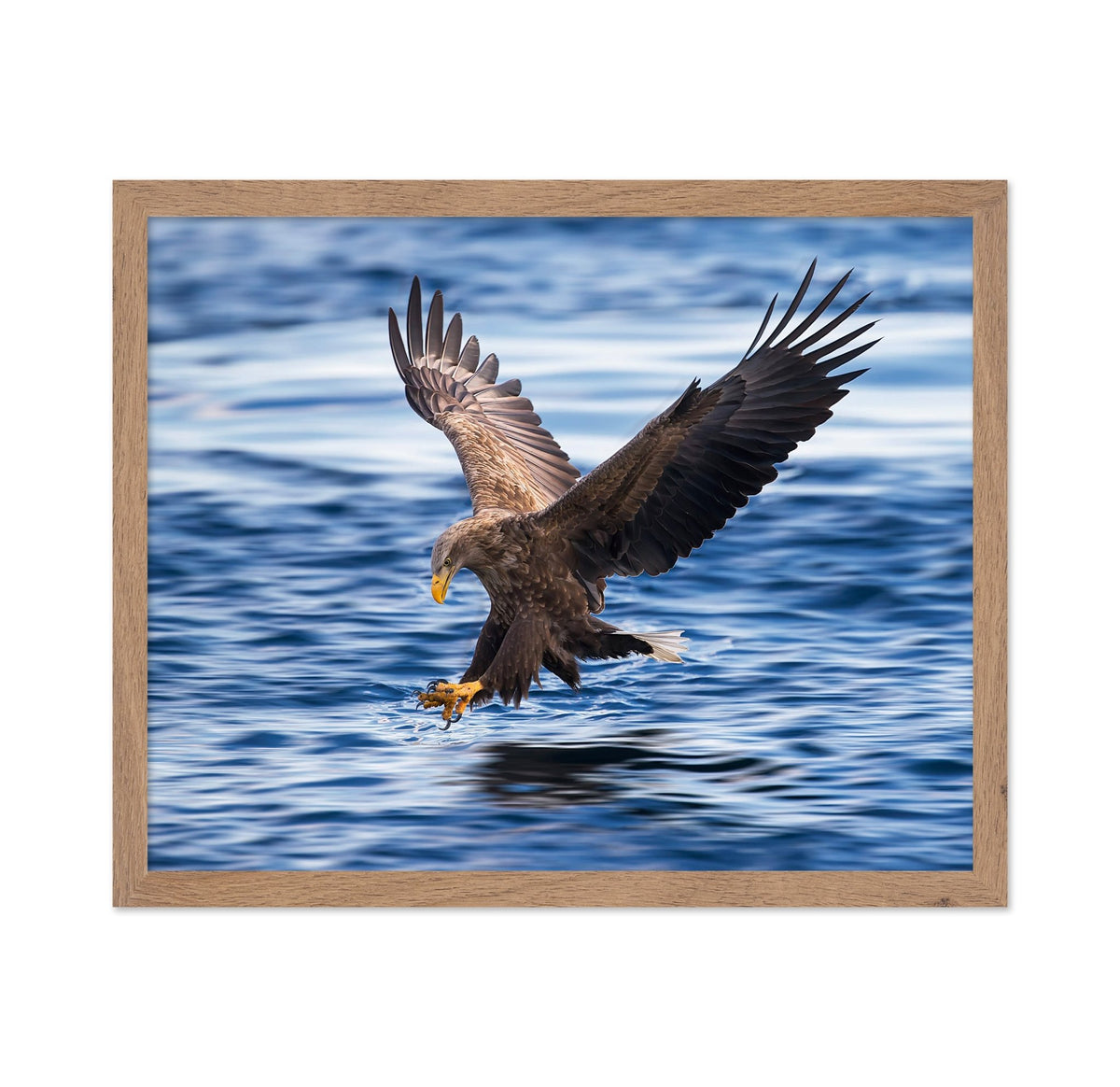 Eagle Hunting Over Water