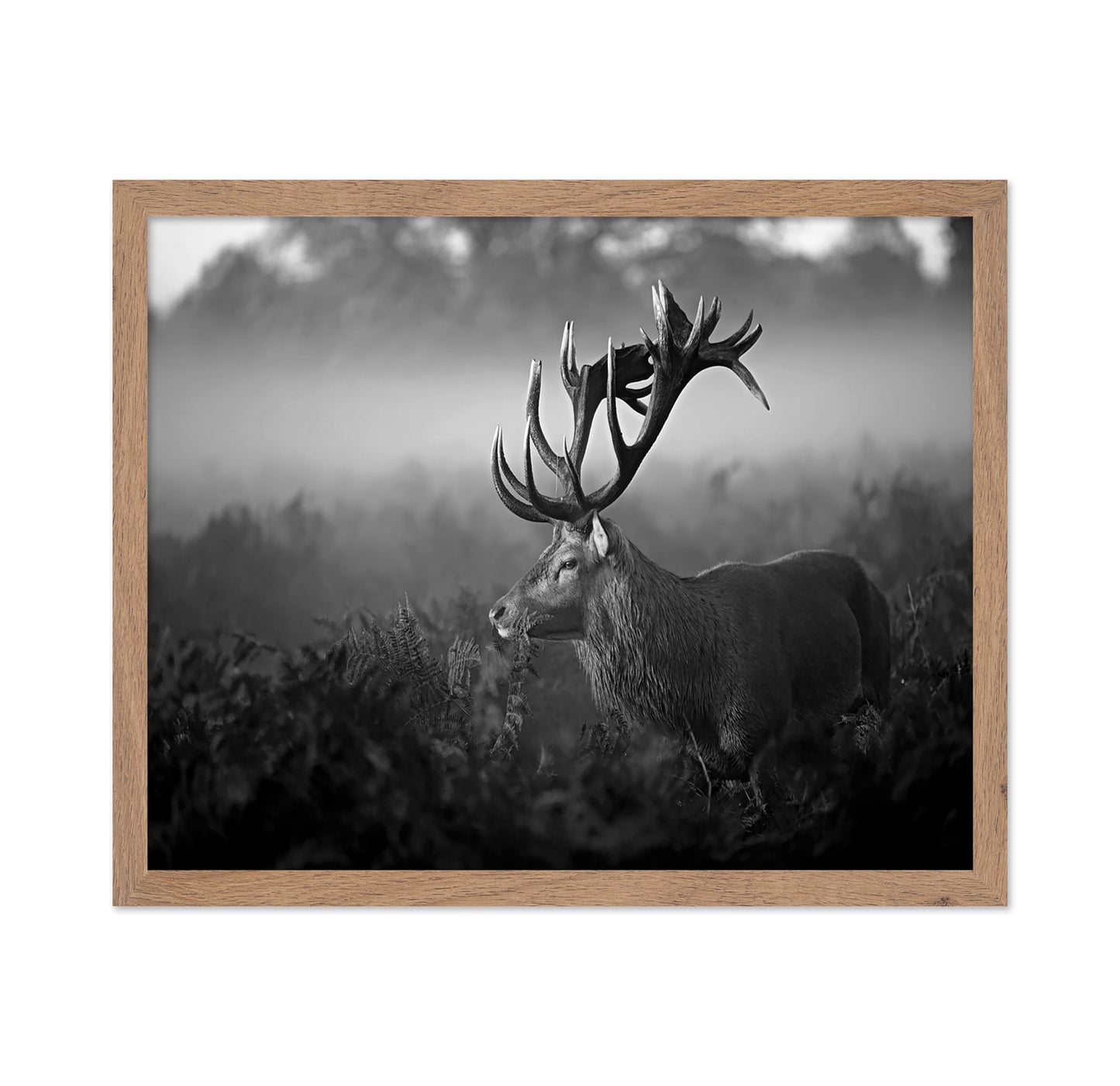 Majestic Stag in Mist