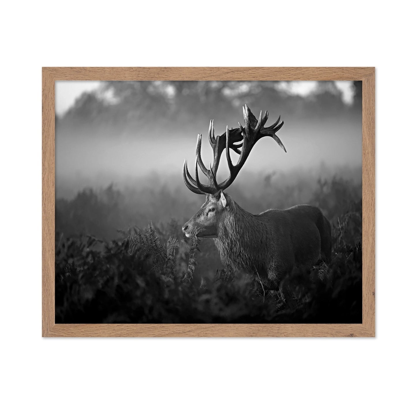 Majestic Stag in Mist
