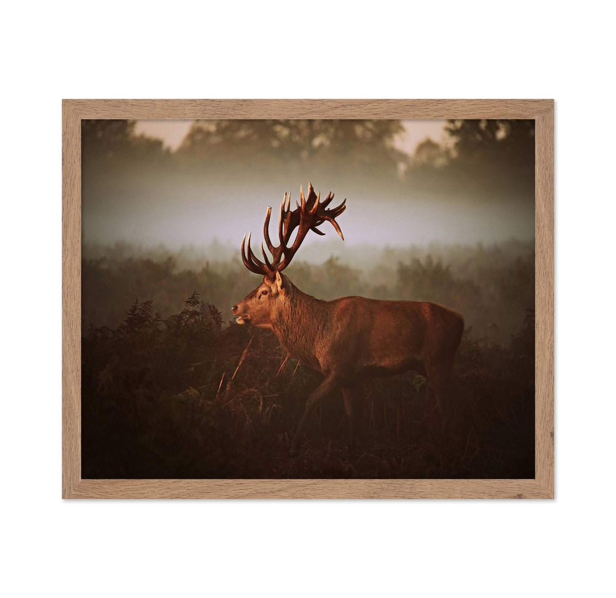 Stag in Golden Morning Mist