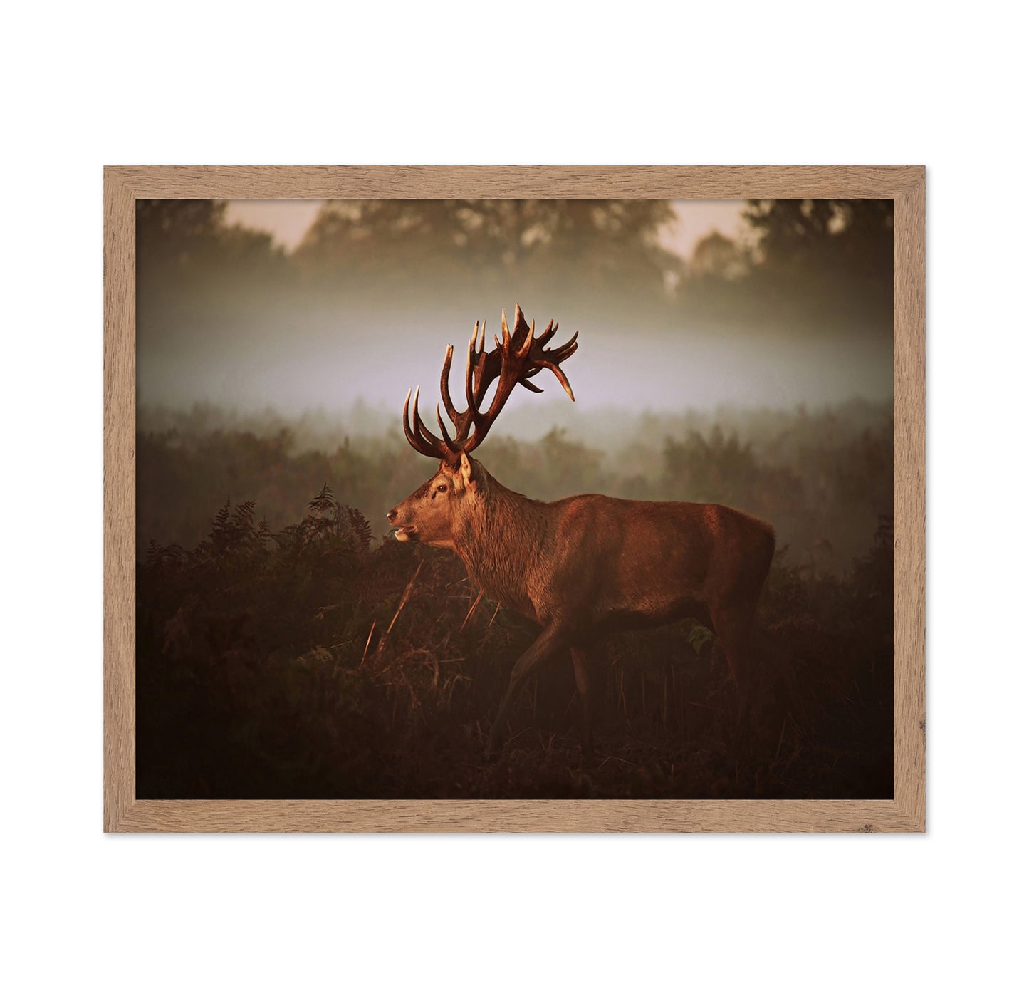 Stag in Golden Morning Mist