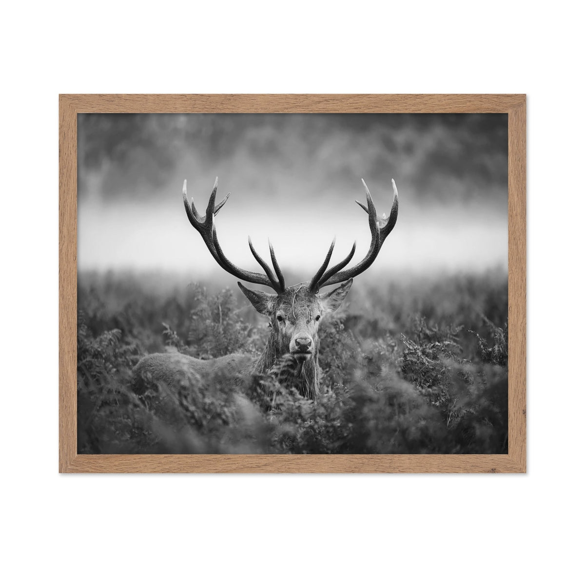 Stag Portrait in Mist