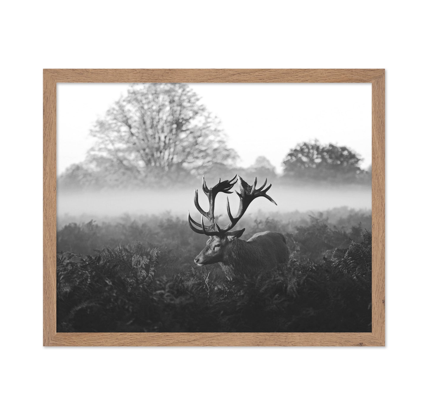 Stag in Foggy Meadow