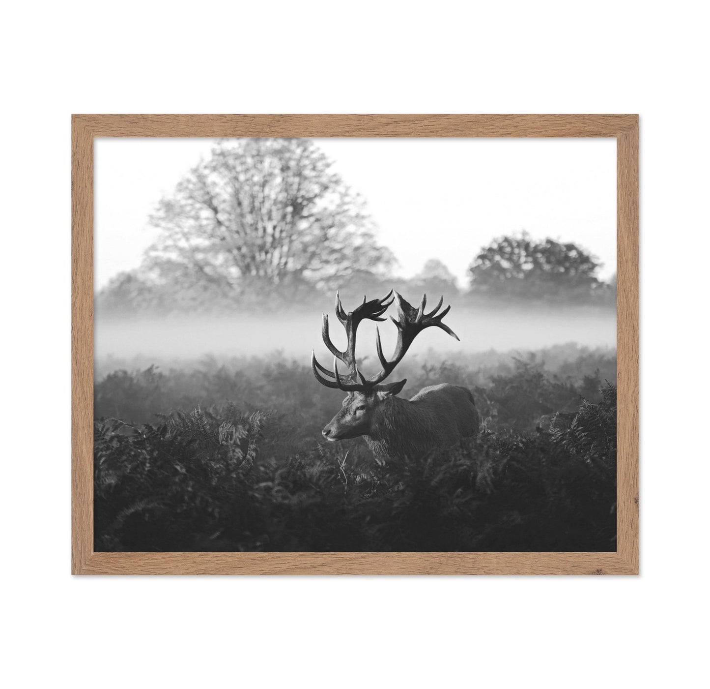Stag in Foggy Meadow