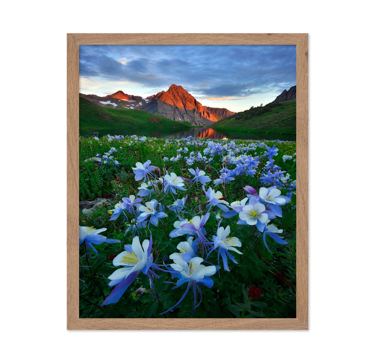 Blue Columbine by Mountain Lake
