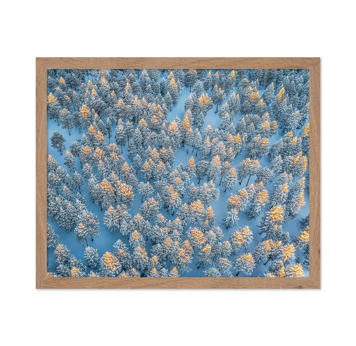 Sunlit Snow Forest Pattern