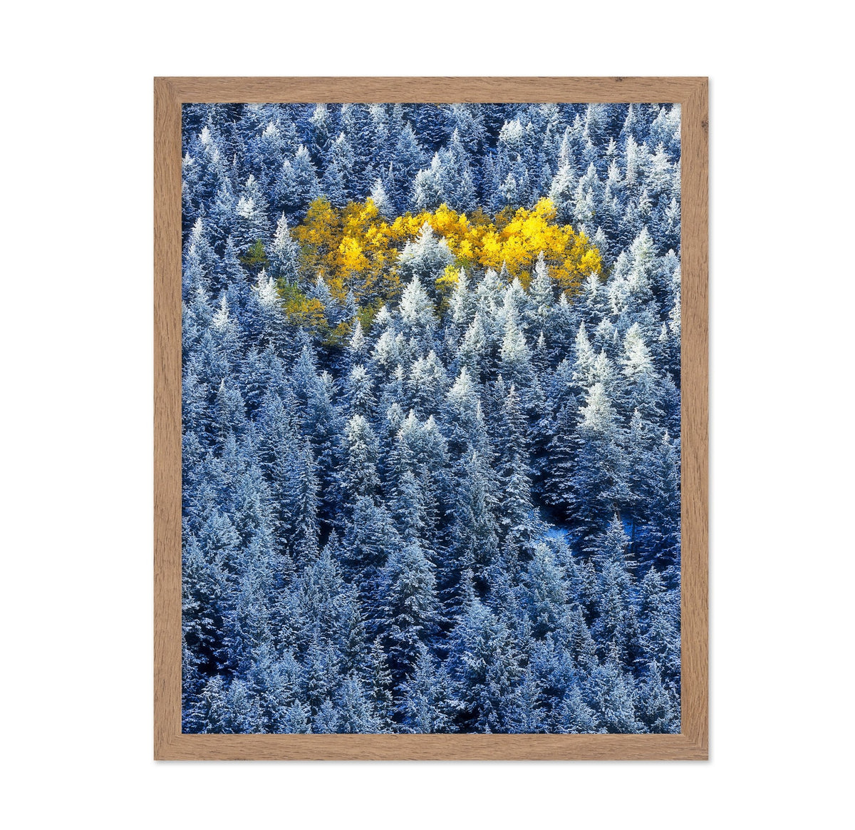 Aspen Cluster In Snow Forest