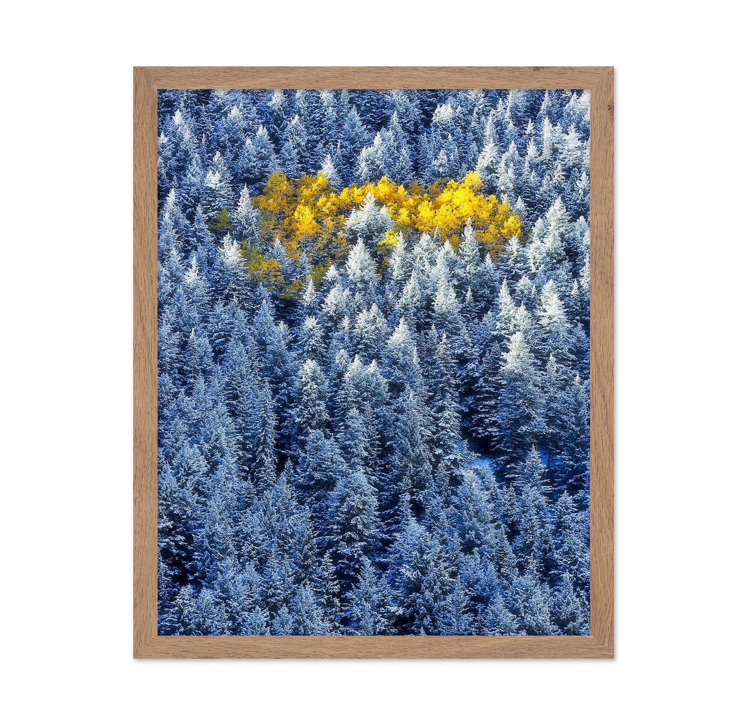 Aspen Cluster In Snow Forest