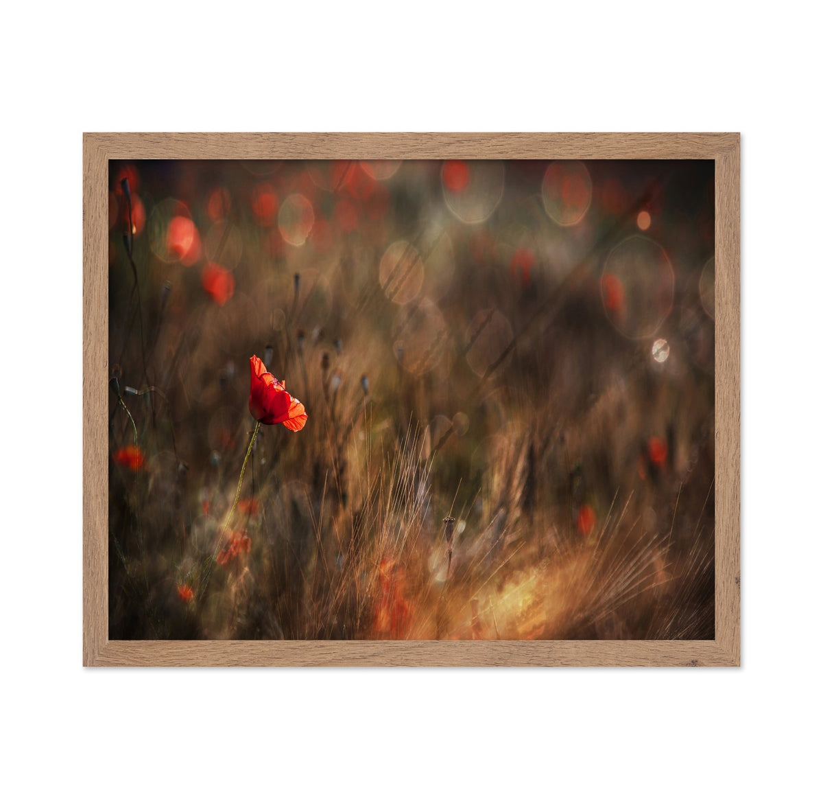 Red Poppy In Soft Light