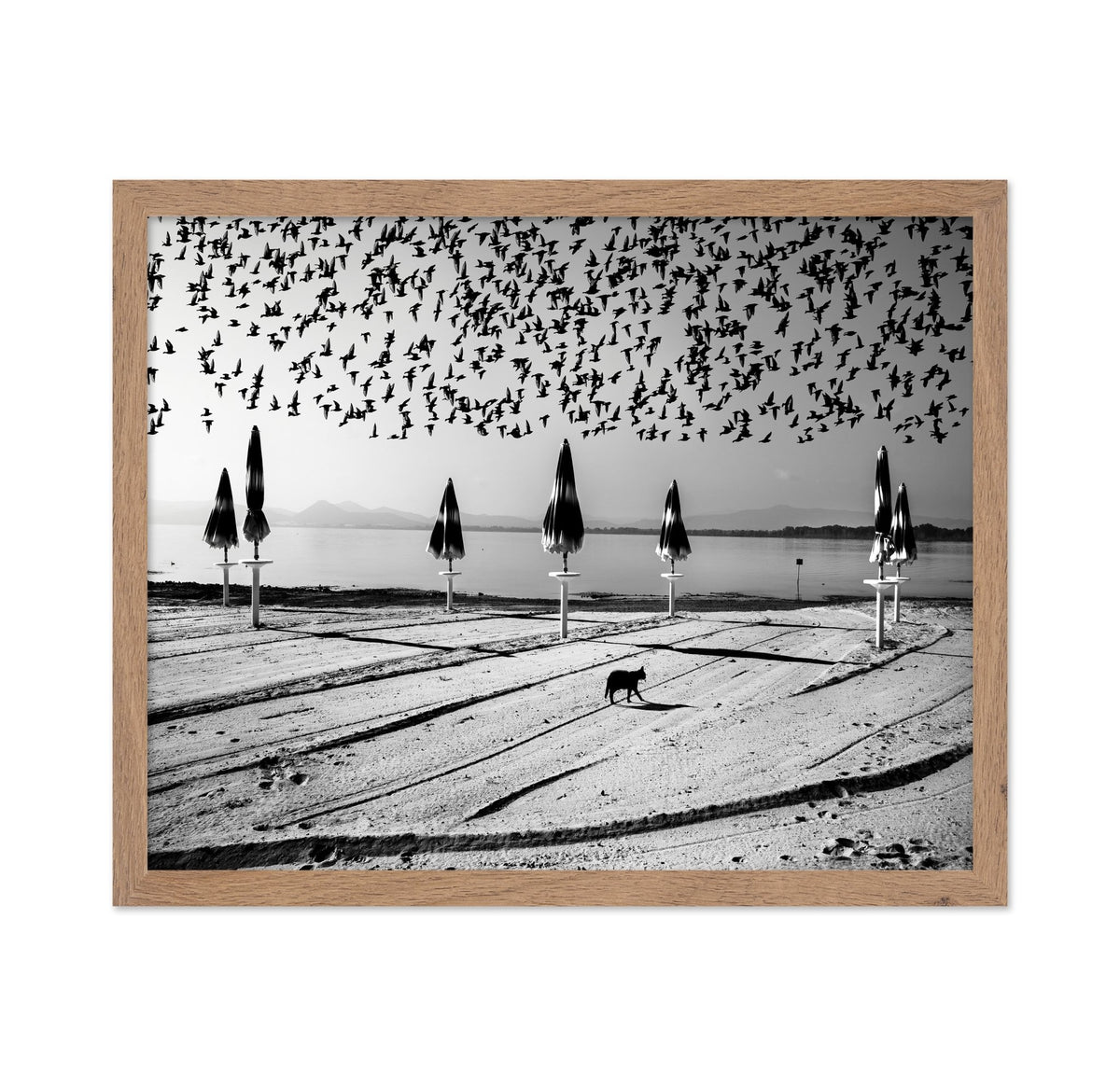 Birds Flock Over Quiet Beach