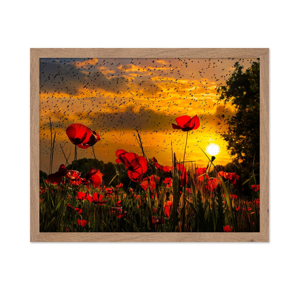 Poppy Field At Sunset Sky