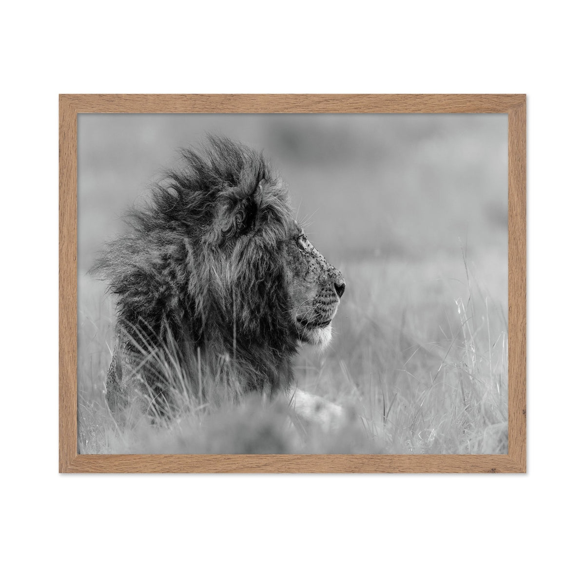 Lone Lion In Monochrome