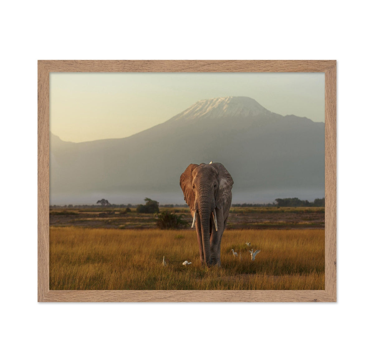 Elephant Beneath Kilimanjaro