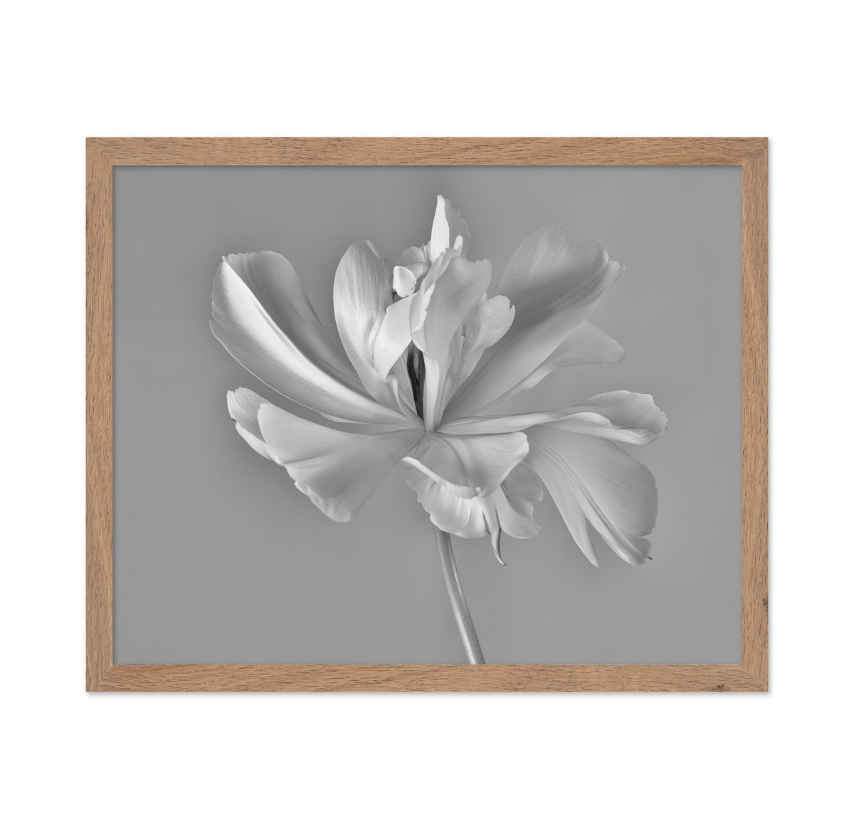 Elegant Tulip Bloom