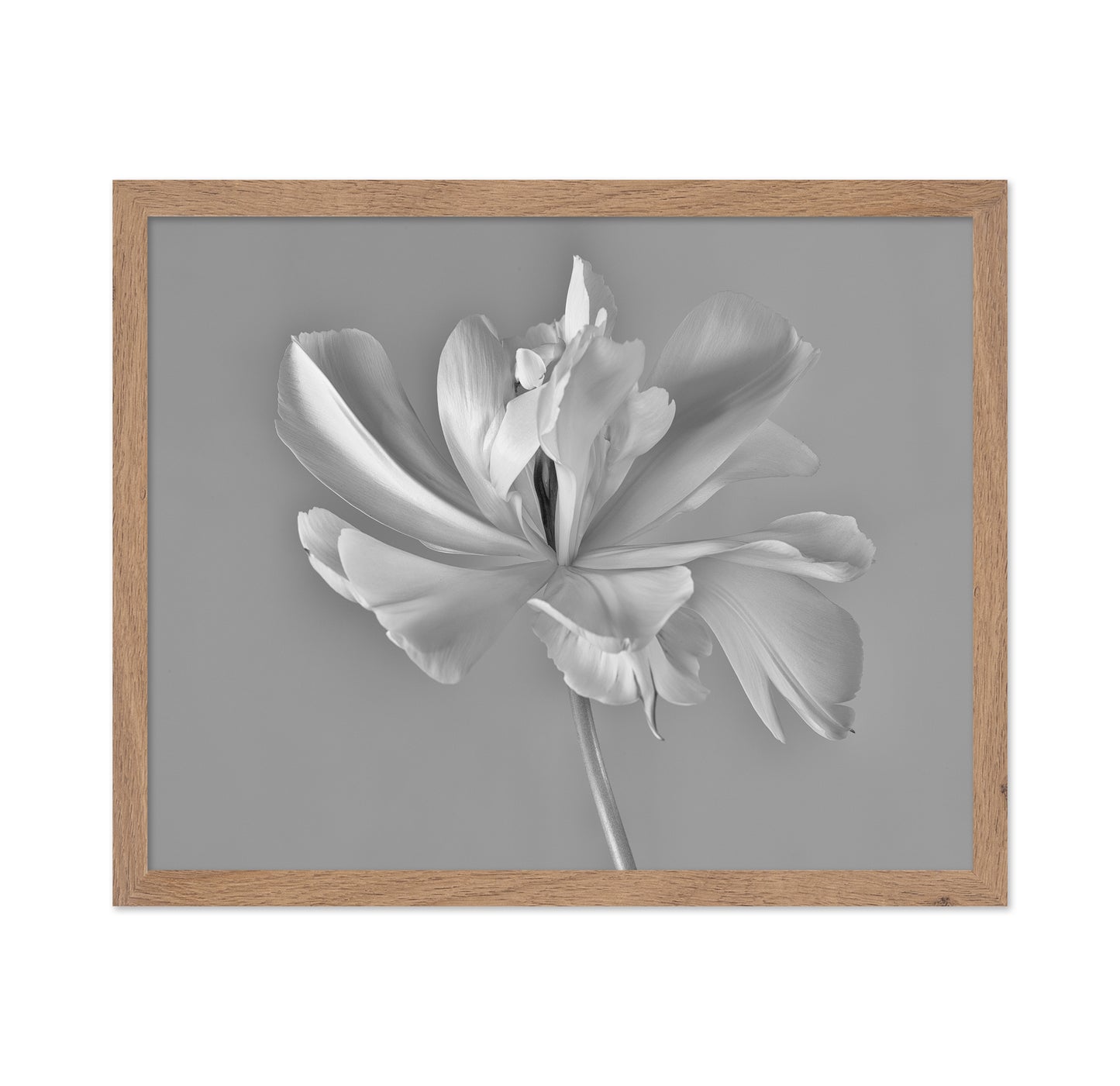 Elegant Tulip Bloom
