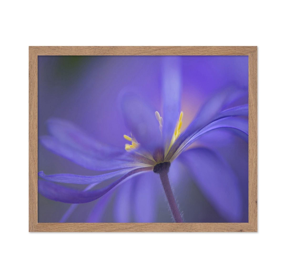 Soft Blue Petals