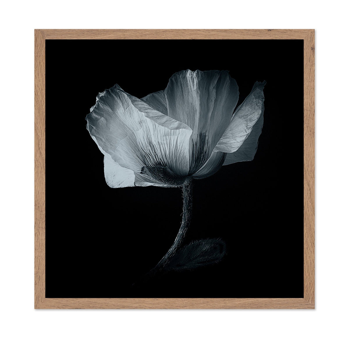 Dark Poppy Bloom