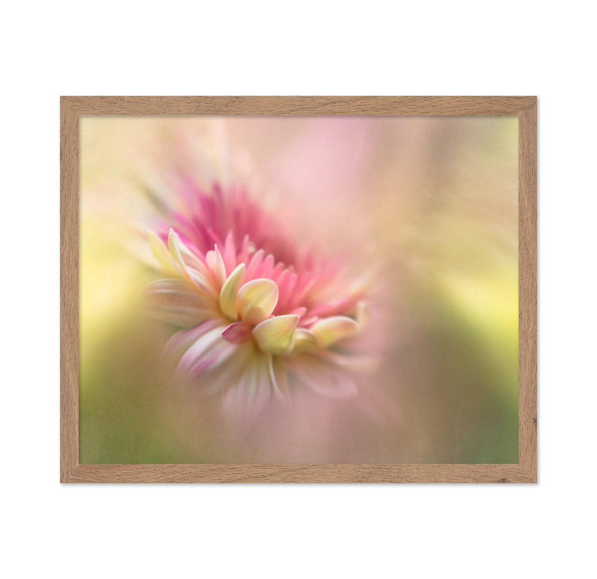 Soft Pastel Flower Macro