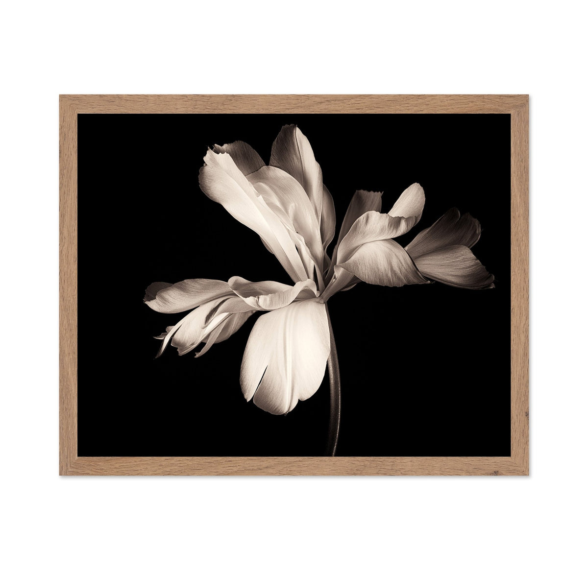 Elegant Black White Tulip