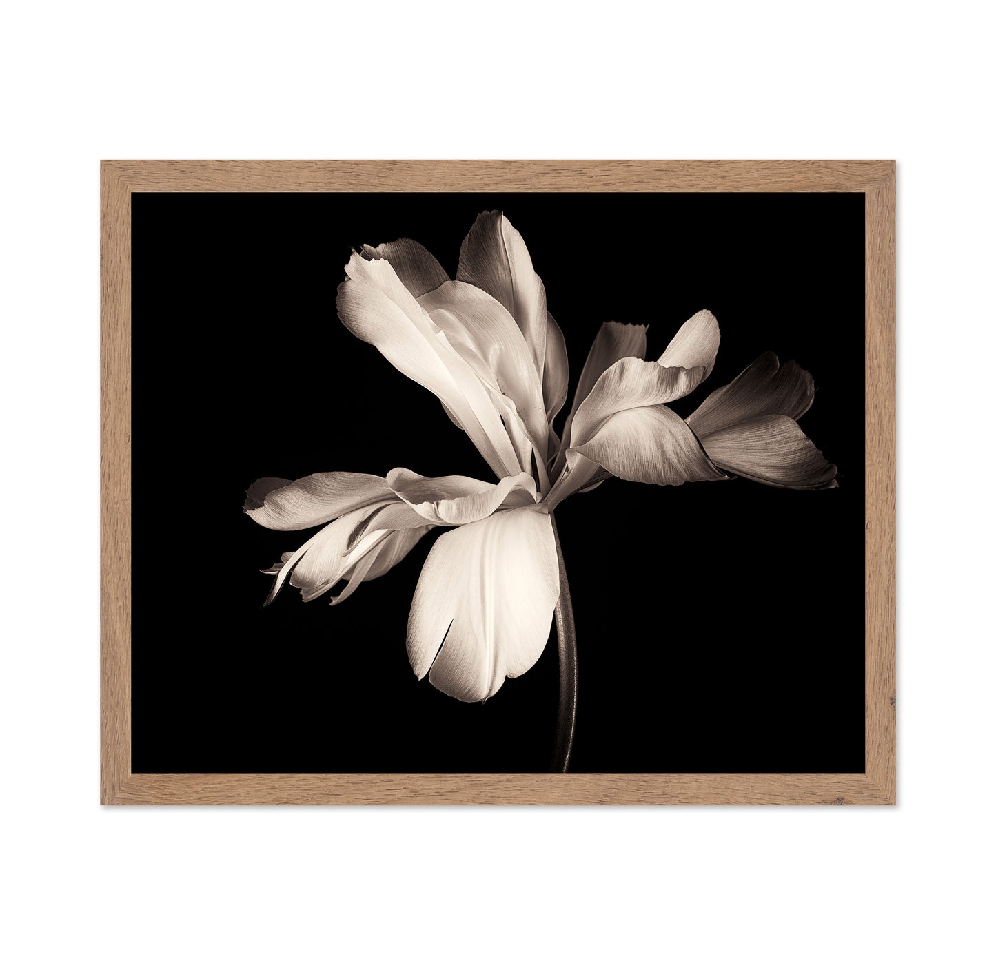 Elegant Black White Tulip