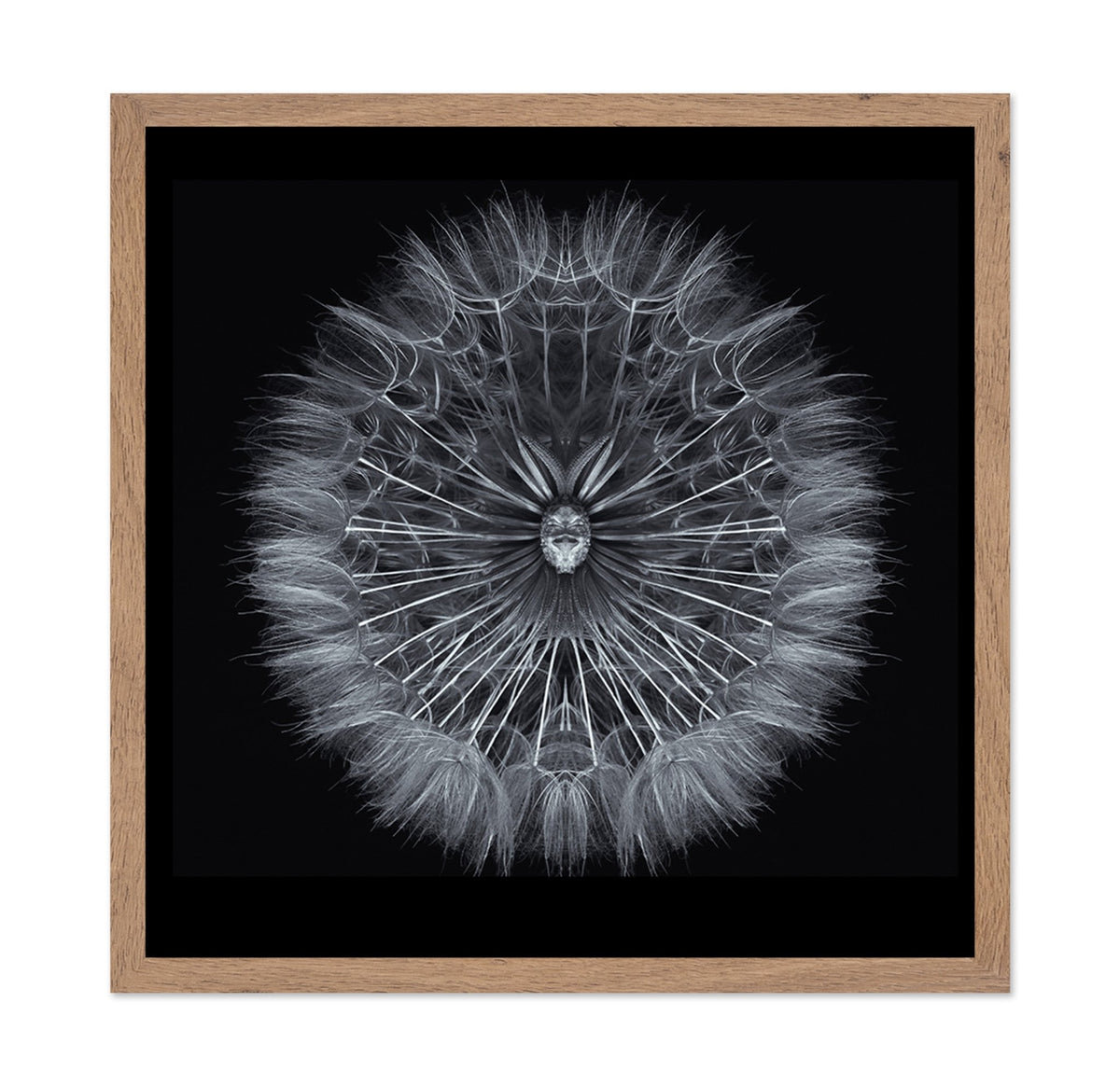 Symmetrical Dandelion Seed Macro