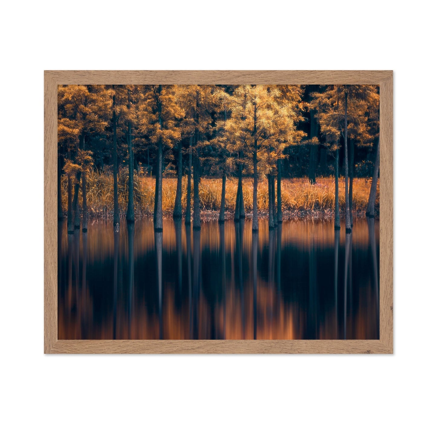 Golden Cypress Reflection