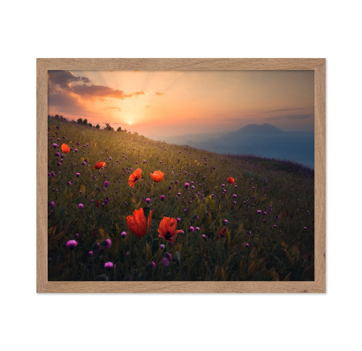 Spring Meadow Poppies Sunset Landscape