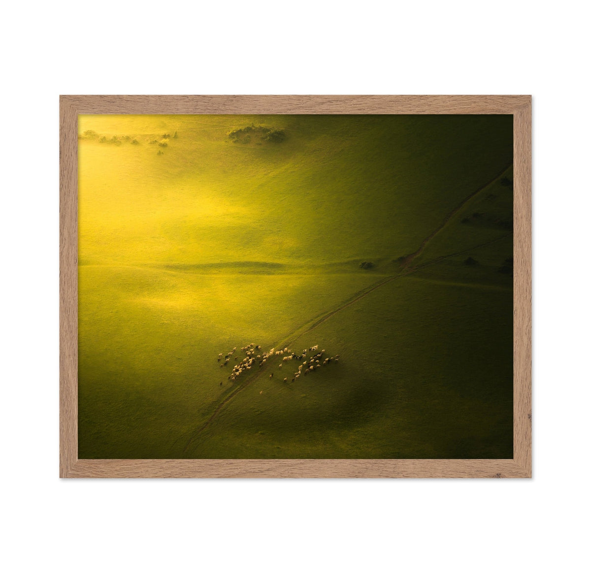 Sheep Herd Green Landscape