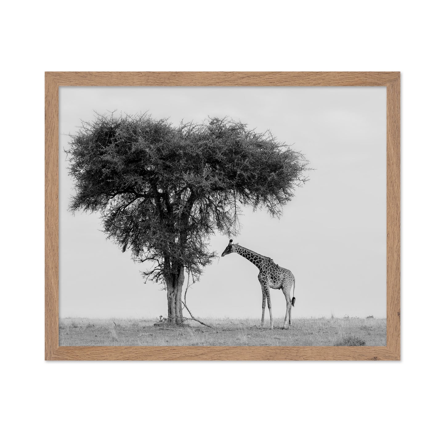 Giraffe Under Lone Tree