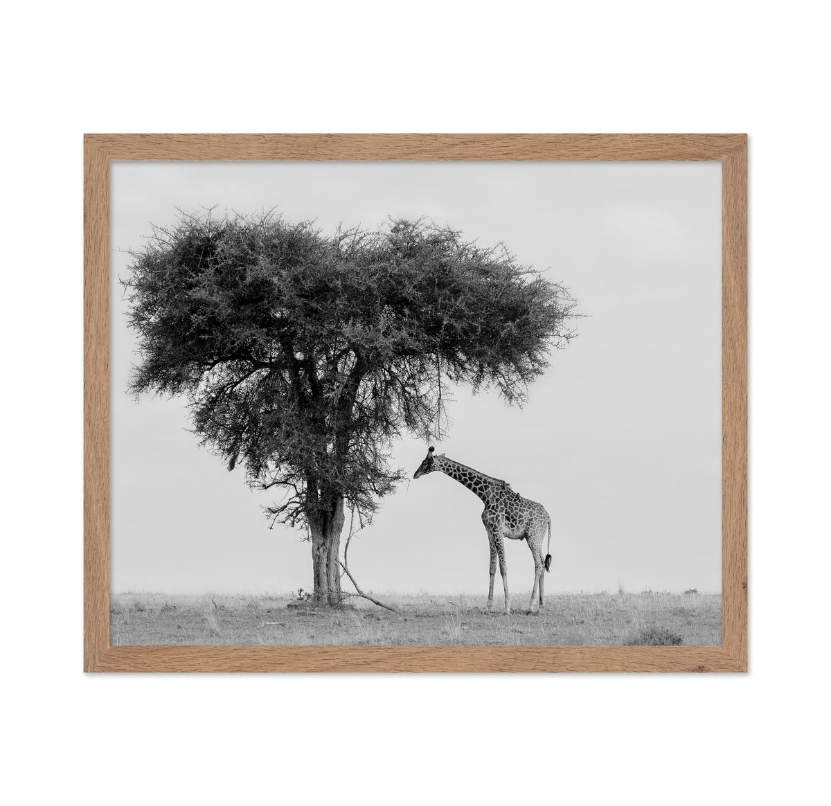 Giraffe Under Lone Tree