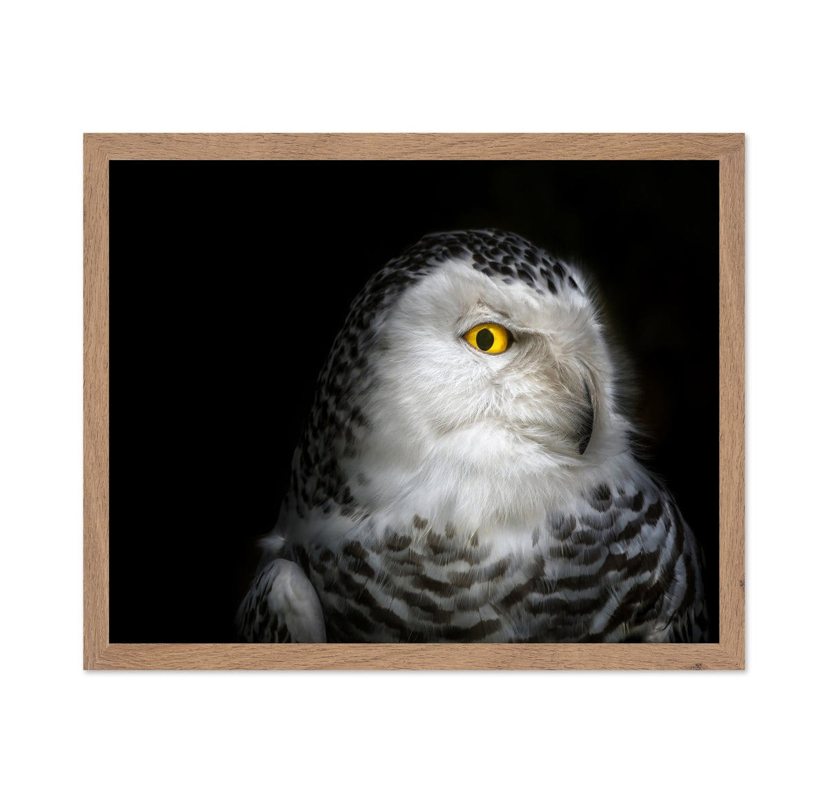 Snowy Owl Portrait