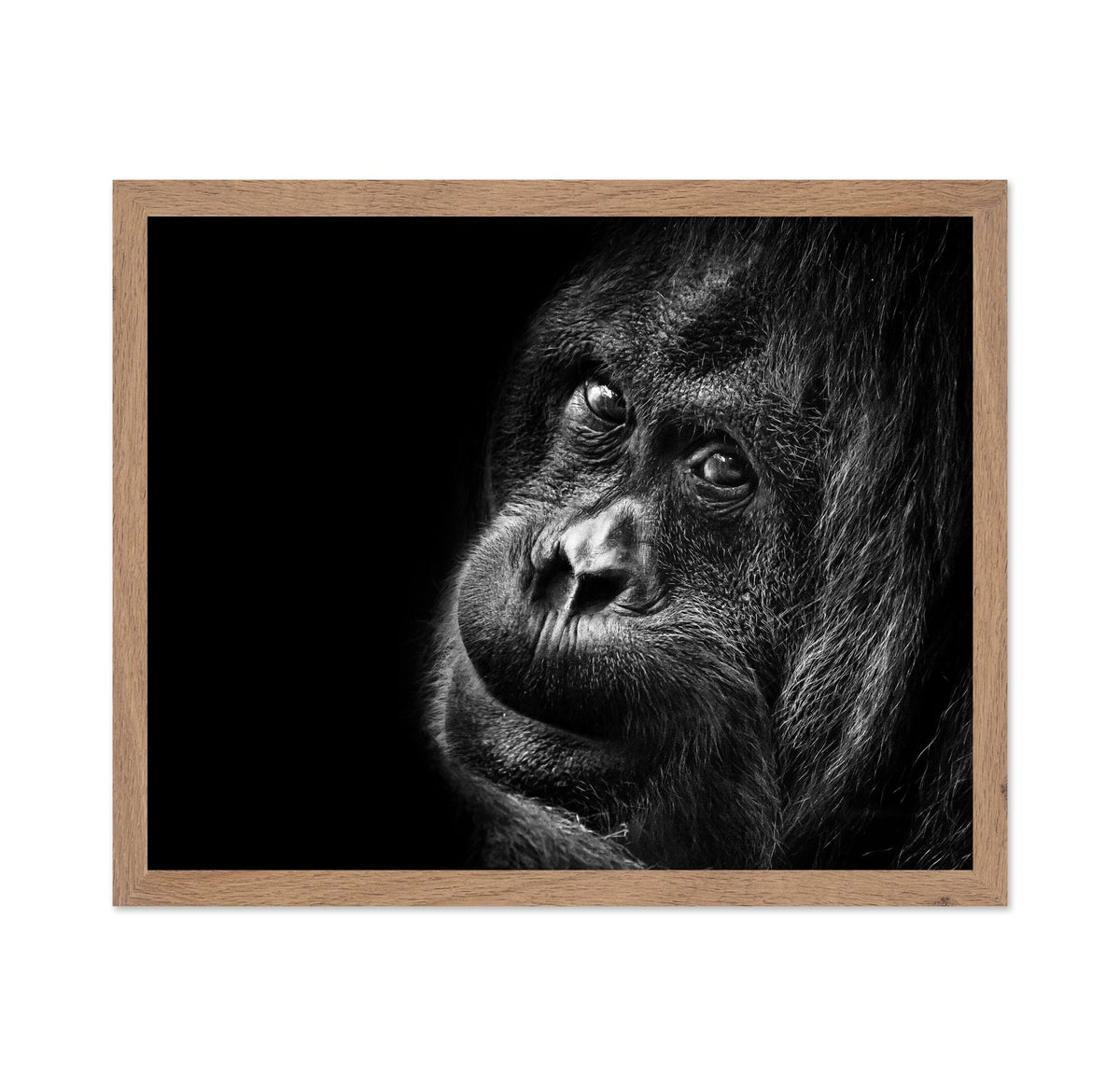 Gorilla Portrait No2