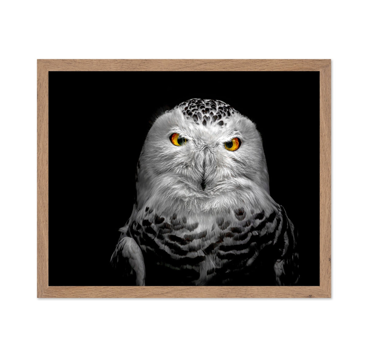 Owl Face Closeup