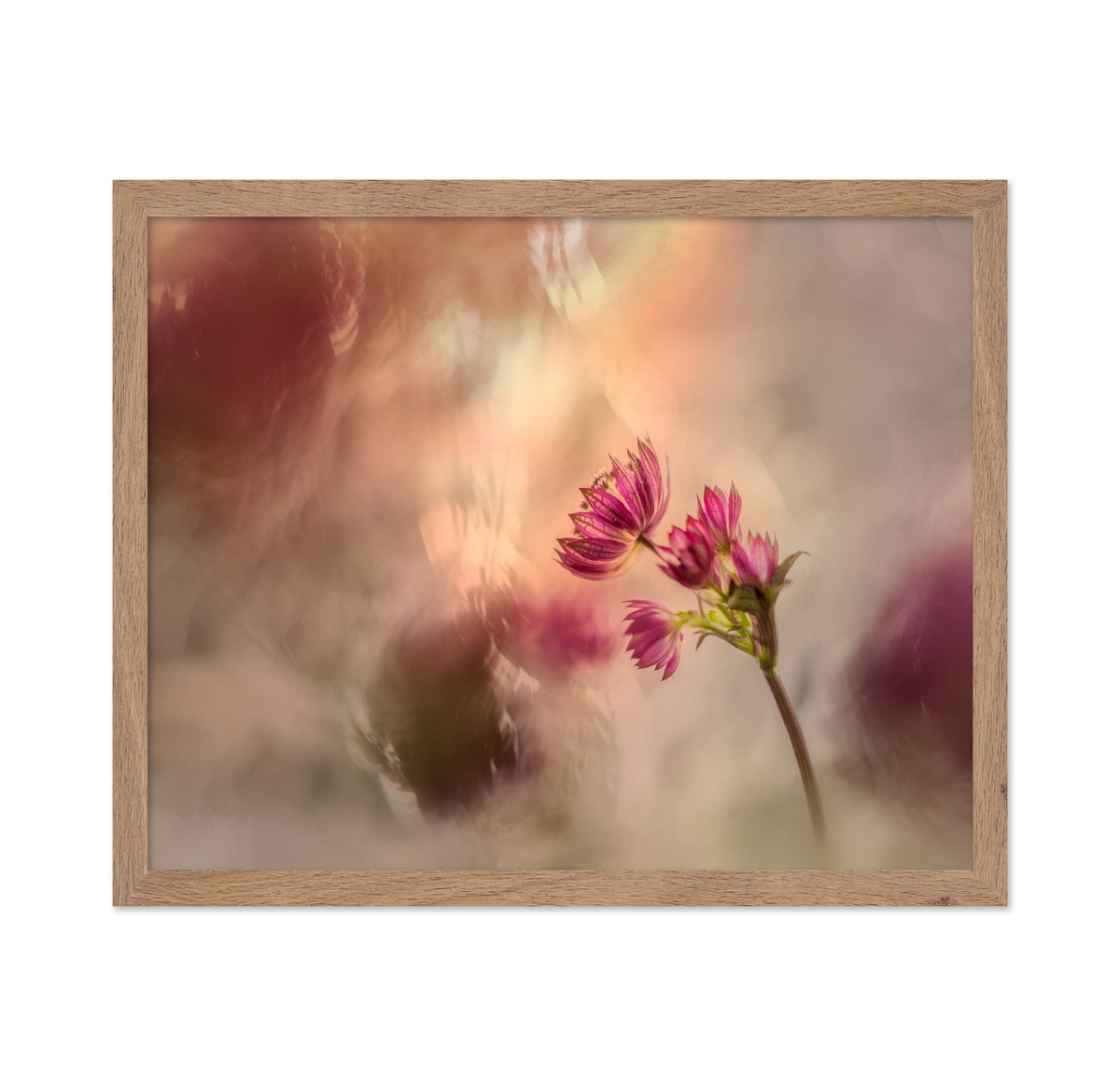 Soft Pink Flower
