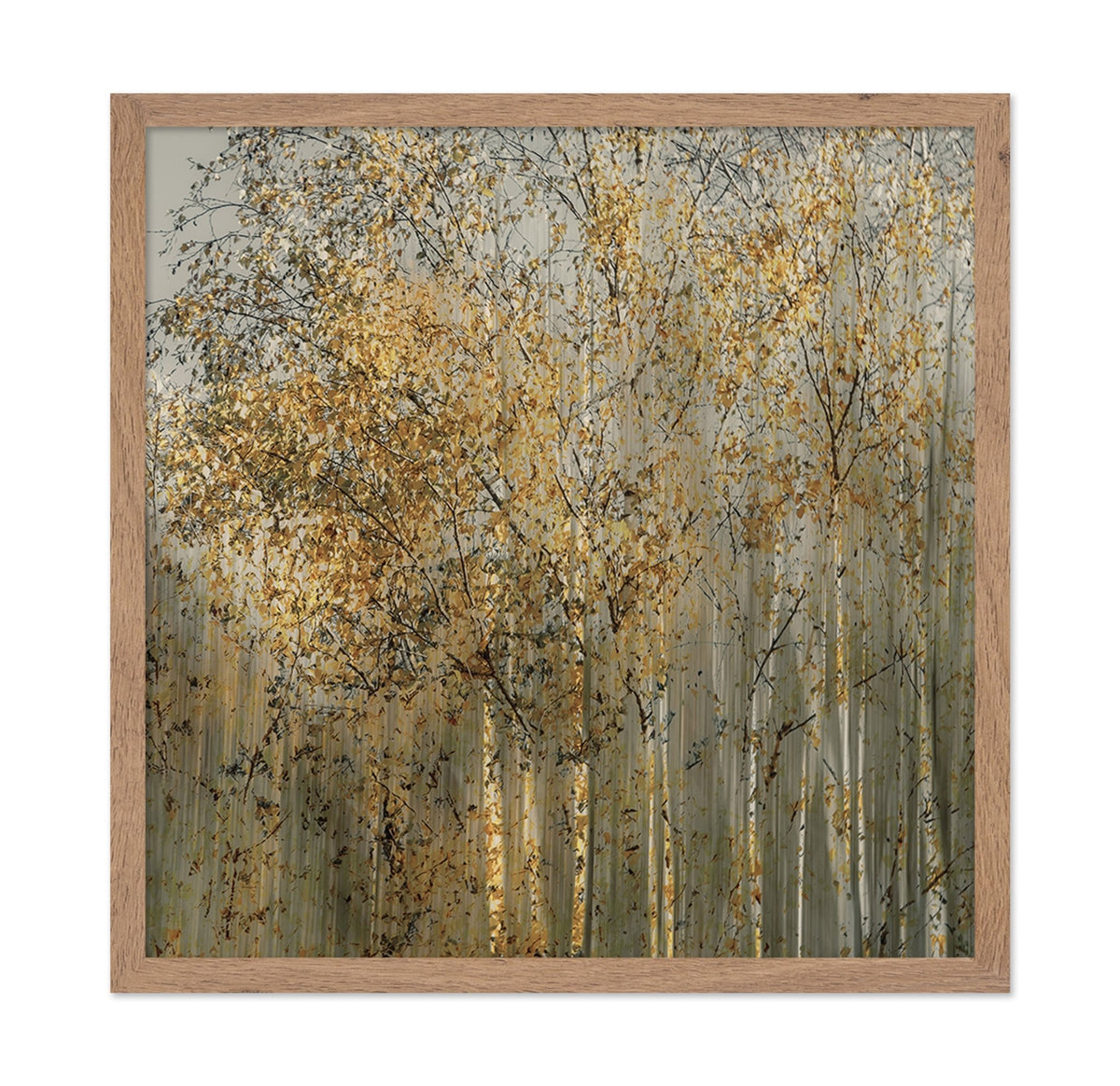 Golden Birch Trees