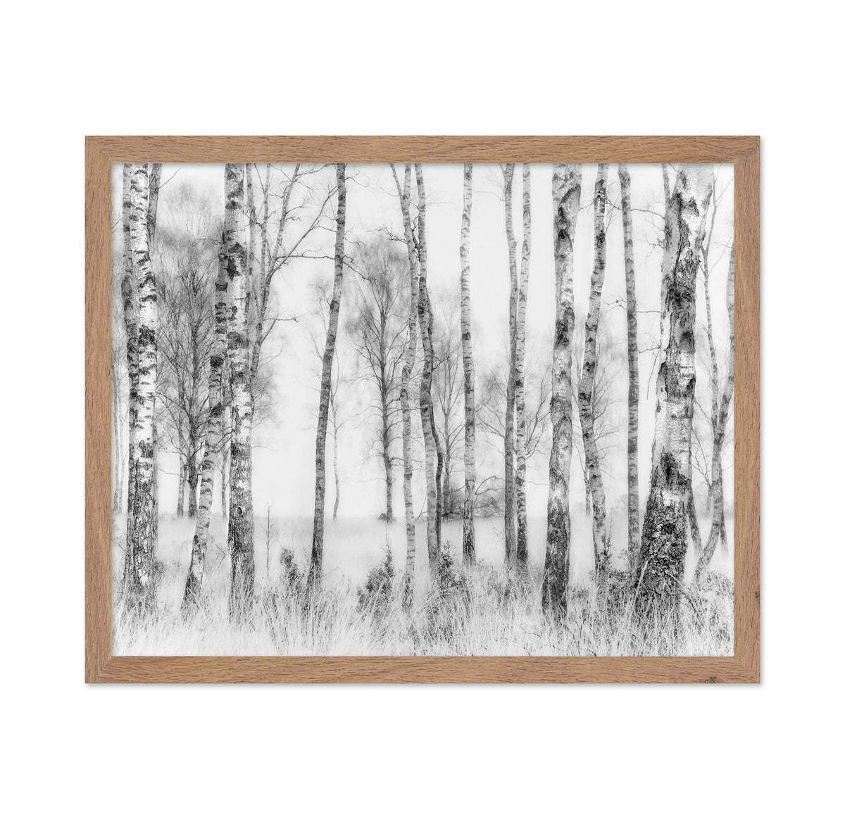 Birch Forest Monochrome