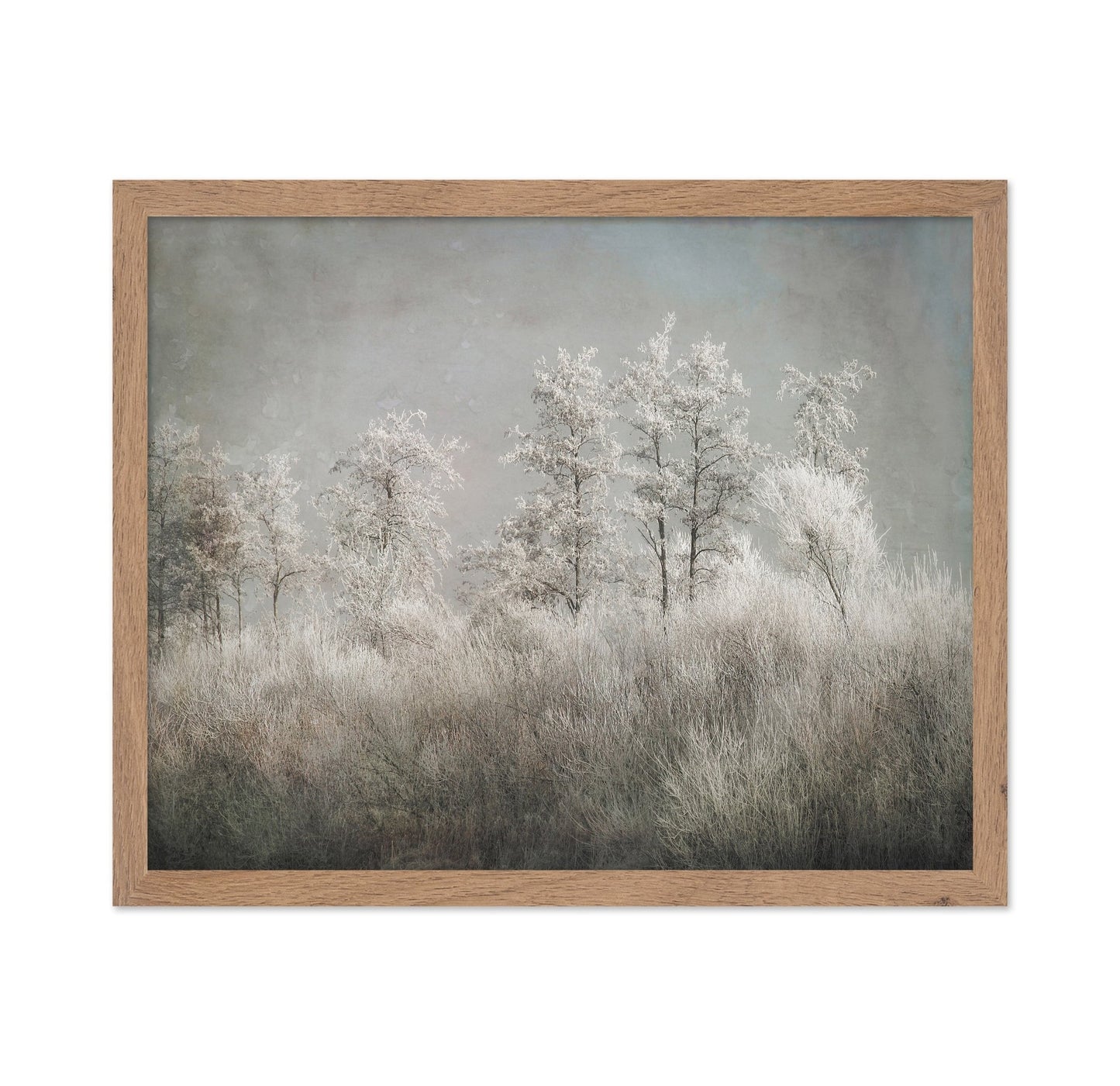 Frosted Winter Trees