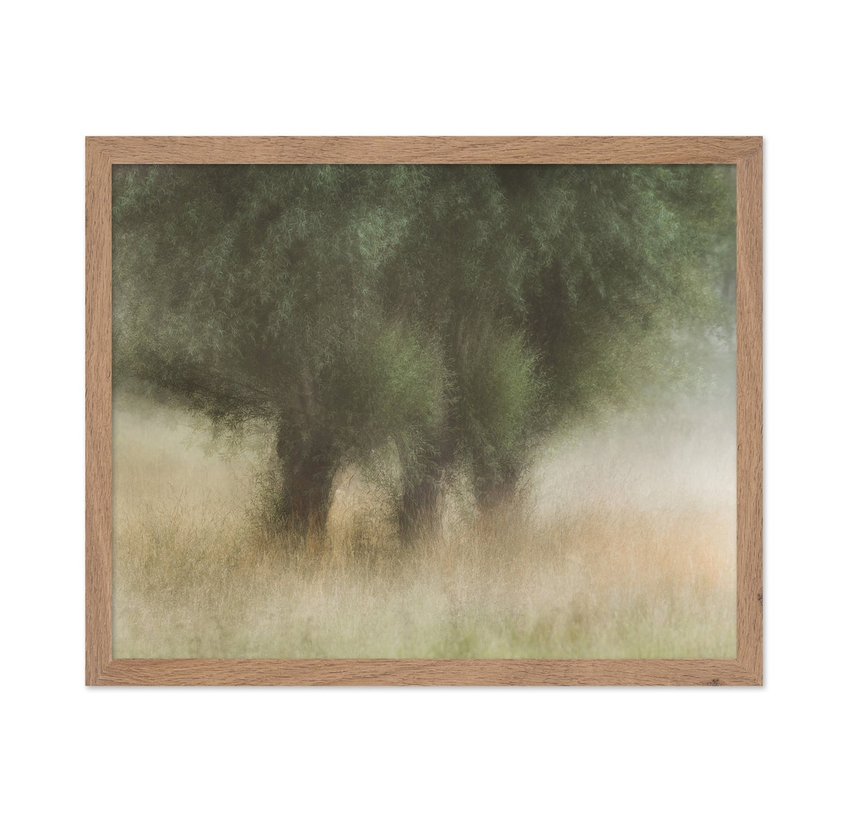 Soft Willow Trees