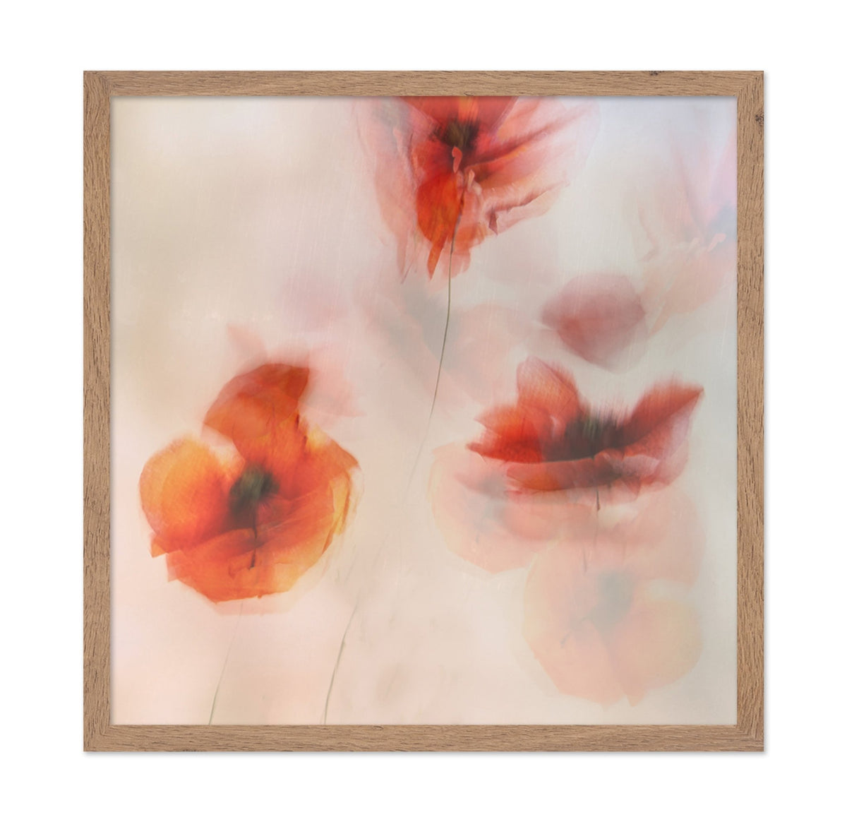 Soft Red Poppies