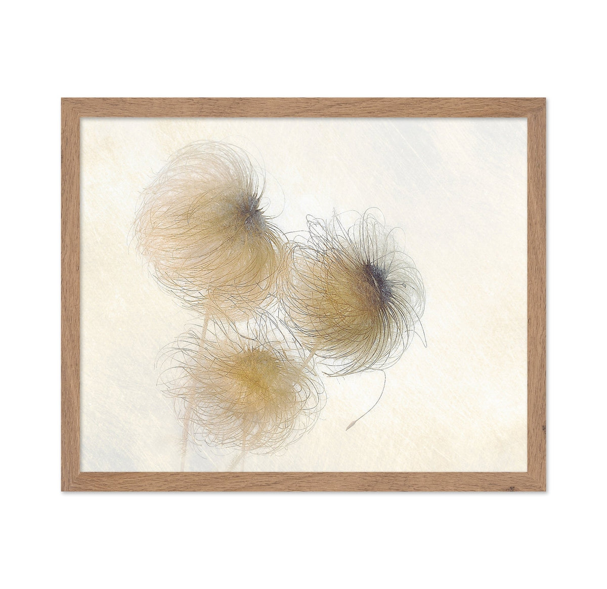 Delicate Seed Heads