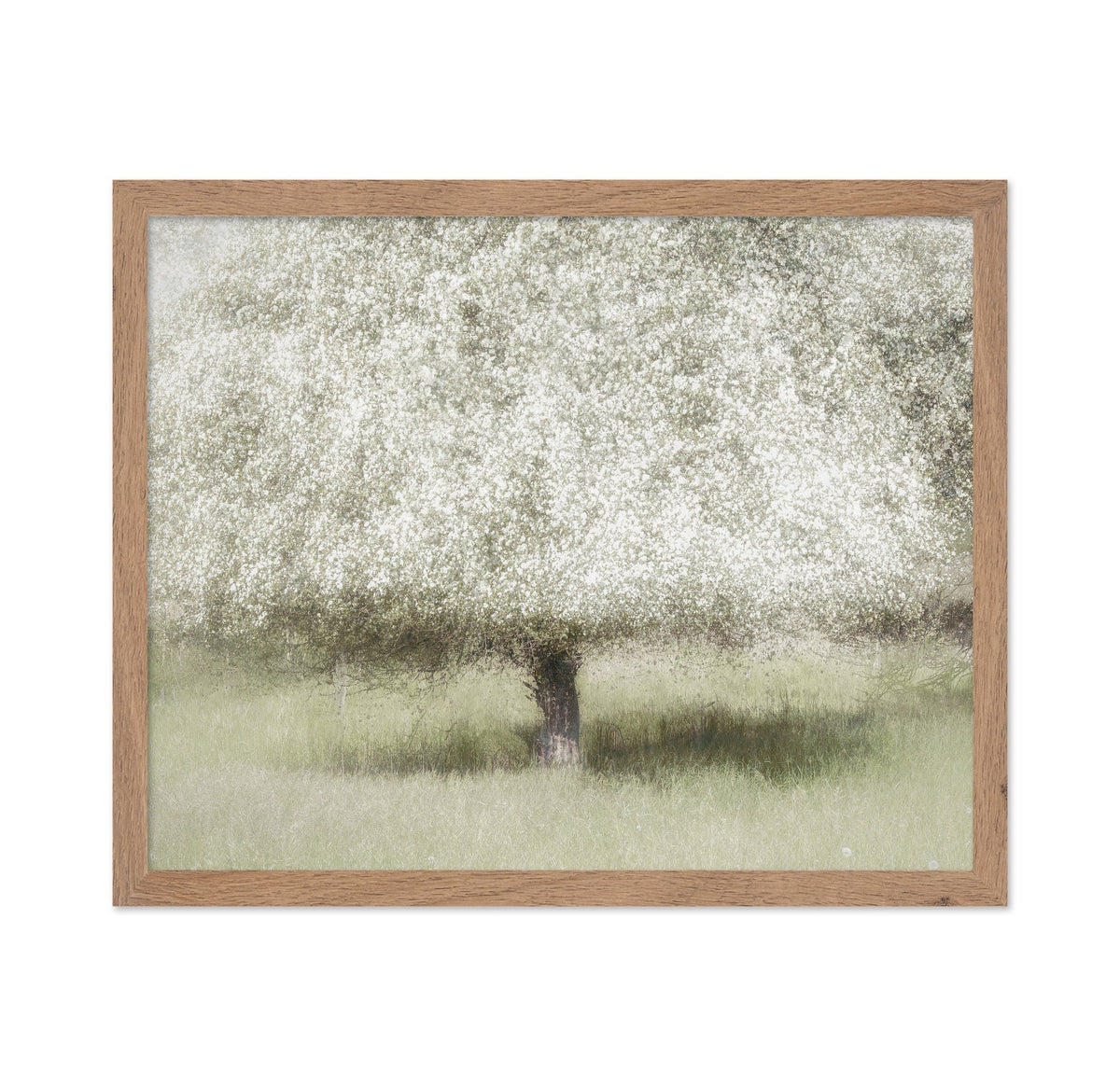 Blooming Orchard Tree