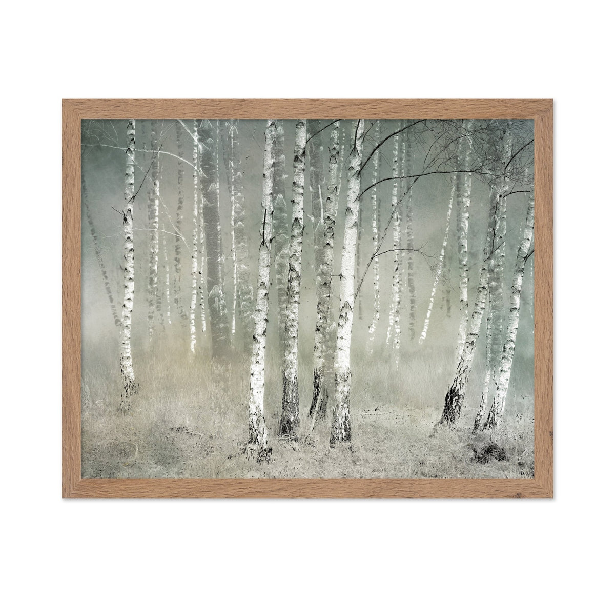 Misty Birch Forest No1